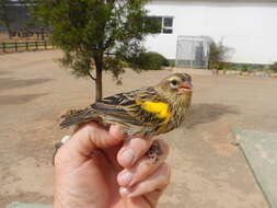 Image of Euplectes capensis capensis (Linnaeus 1766)