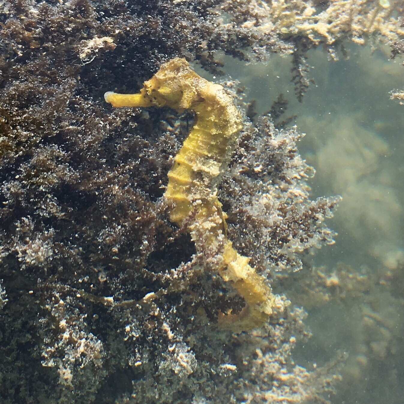 Image of Long-snout Seahorse