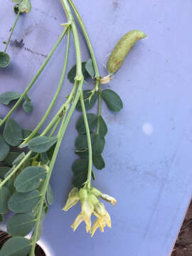 Image of Egg Milkvetch