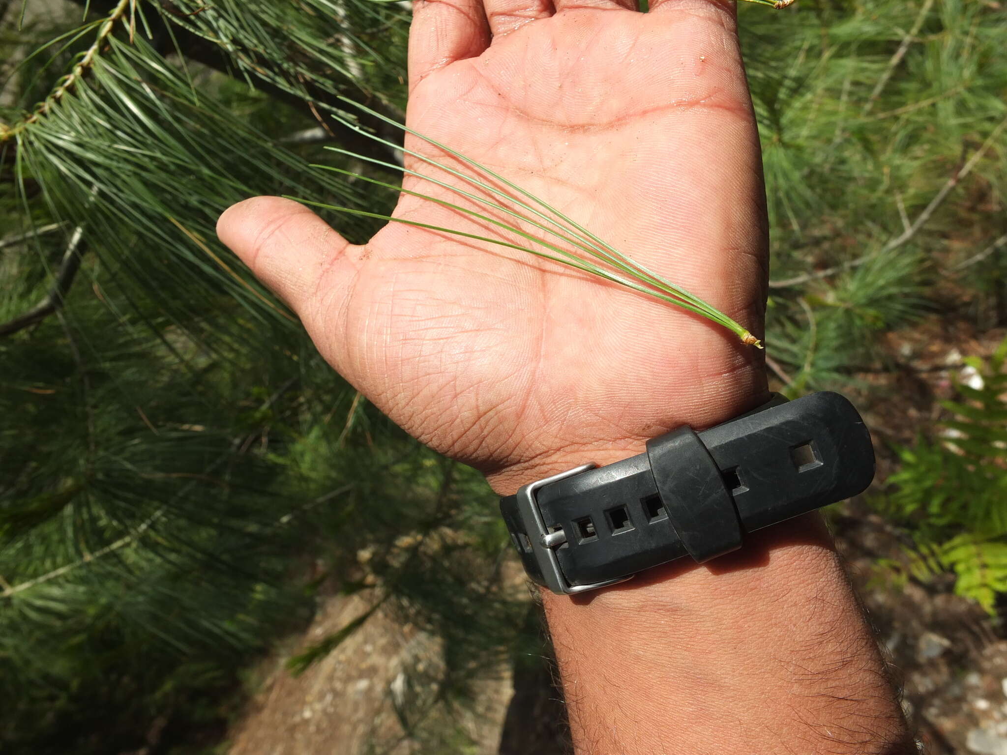 Image of Bhutan Pine