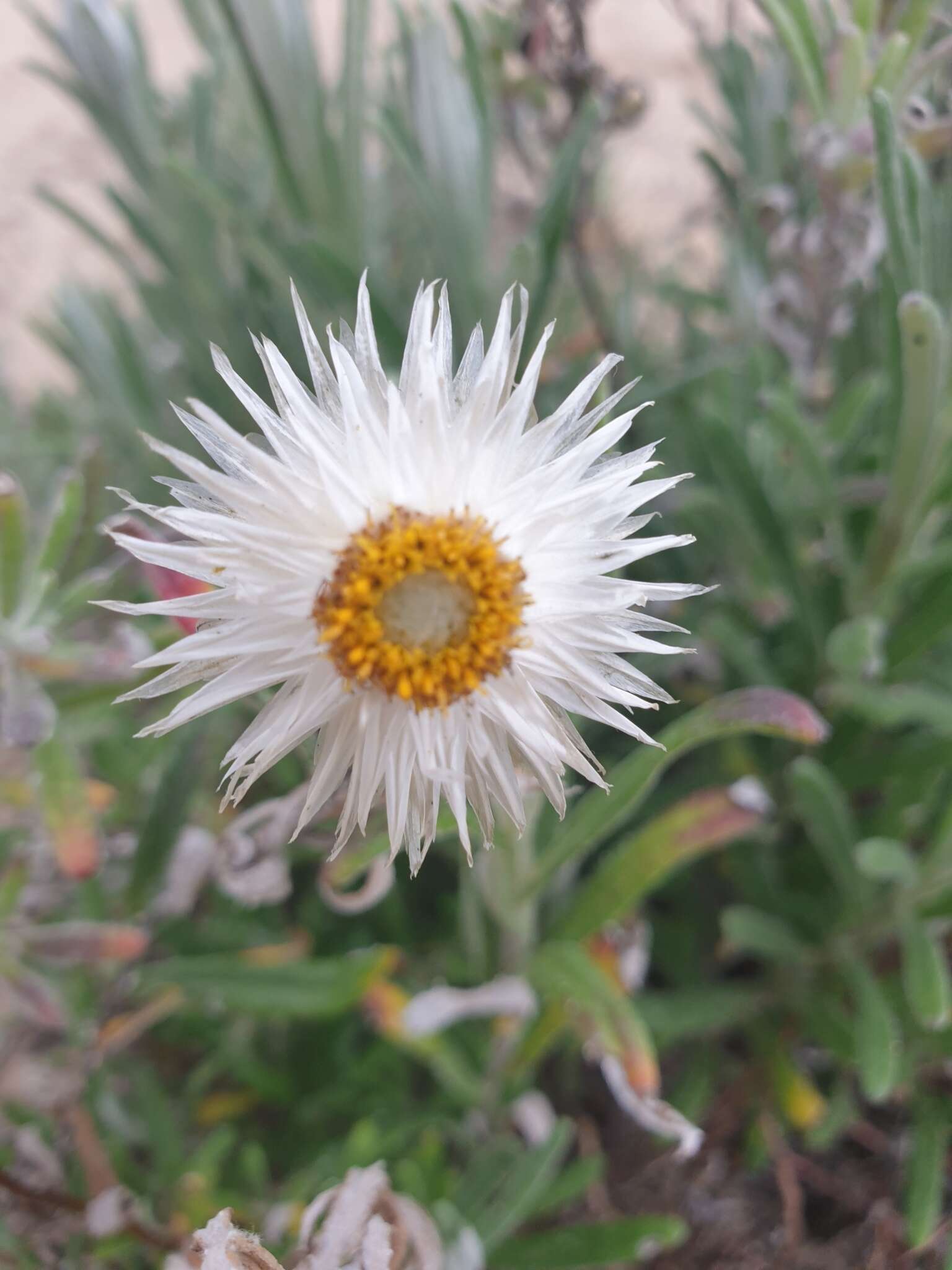 Слика од Helichrysum leucopsideum DC.