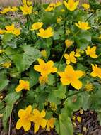 Caltha palustris subsp. palustris的圖片