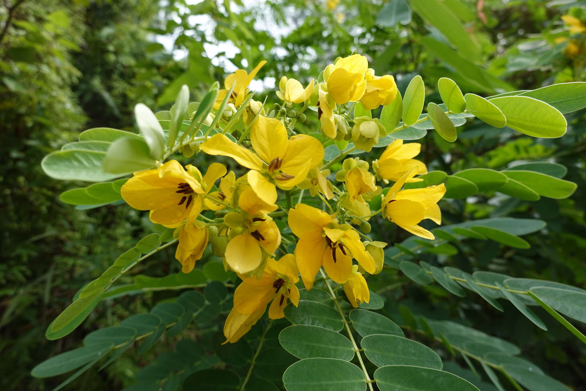 Senna surattensis (Burm. fil.) H. S. Irwin & Barneby resmi