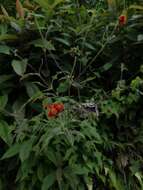 Image of Smallanthus oaxacanus (Sch. Bip. ex Klatt) H. Rob.