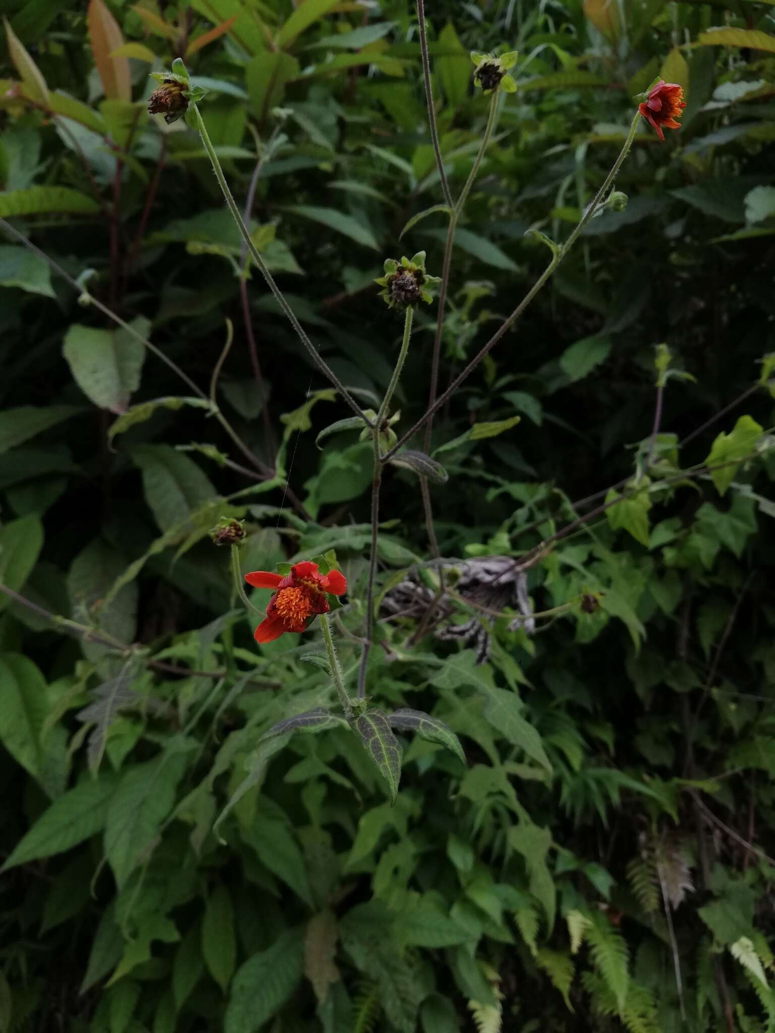 Image of Smallanthus oaxacanus (Sch. Bip. ex Klatt) H. Rob.