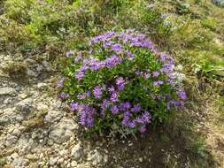 Plancia ëd Aster amellus subsp. bessarabicus (Rchb.) Soó