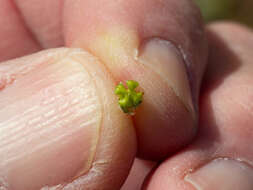 Plancia ëd Plagiobothrys pringlei Greene.