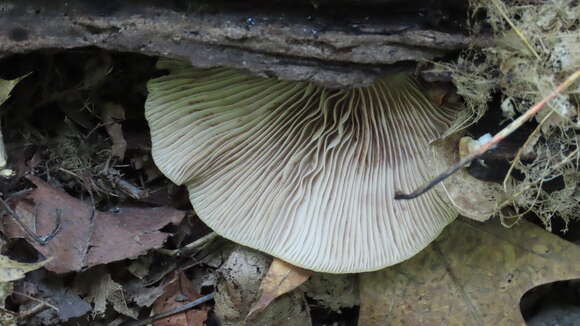 Image of Crepidotus malachius Sacc. 1887