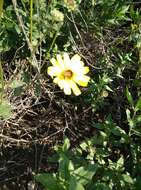 Sivun Encelia californica Nutt. kuva