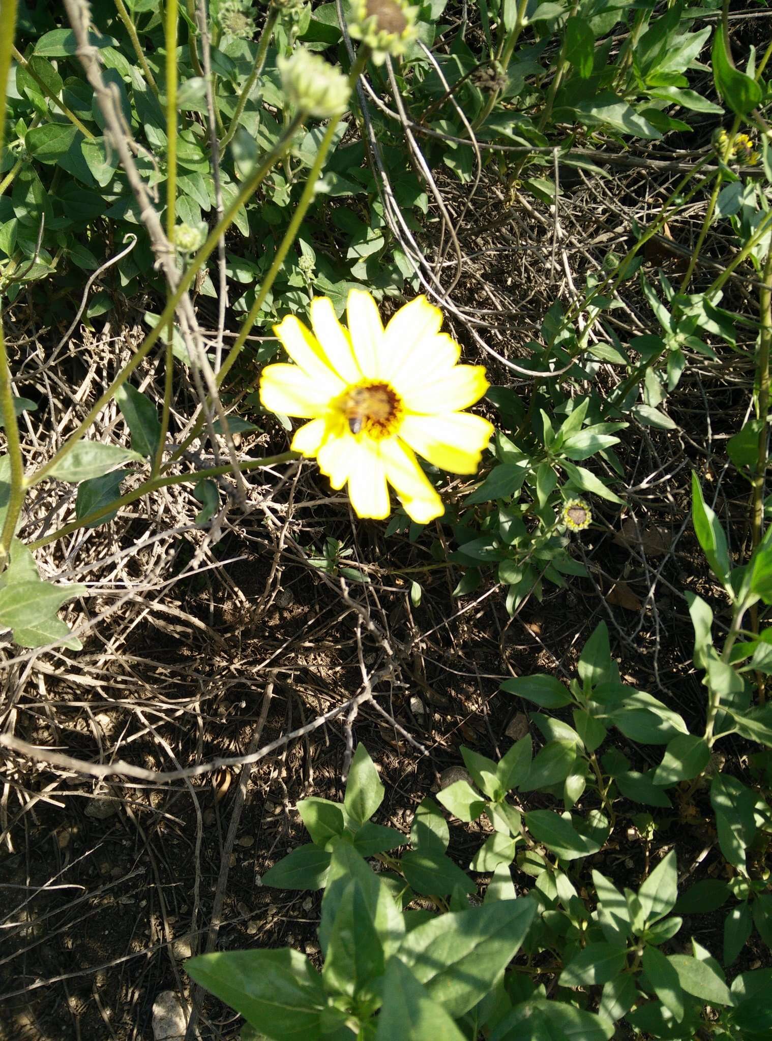 Sivun Encelia californica Nutt. kuva