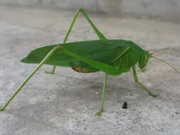 Image of Japanese broadwinged katydid