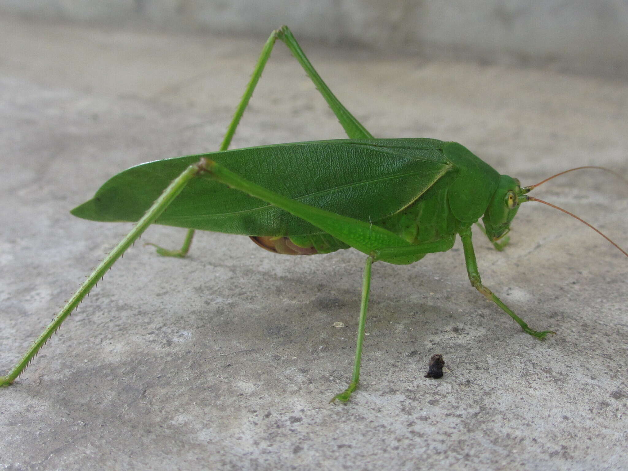 Image of Japanese broadwinged katydid