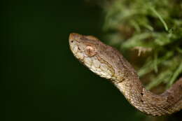 Image of Bothrops osbornei Freire-Lascano 1991