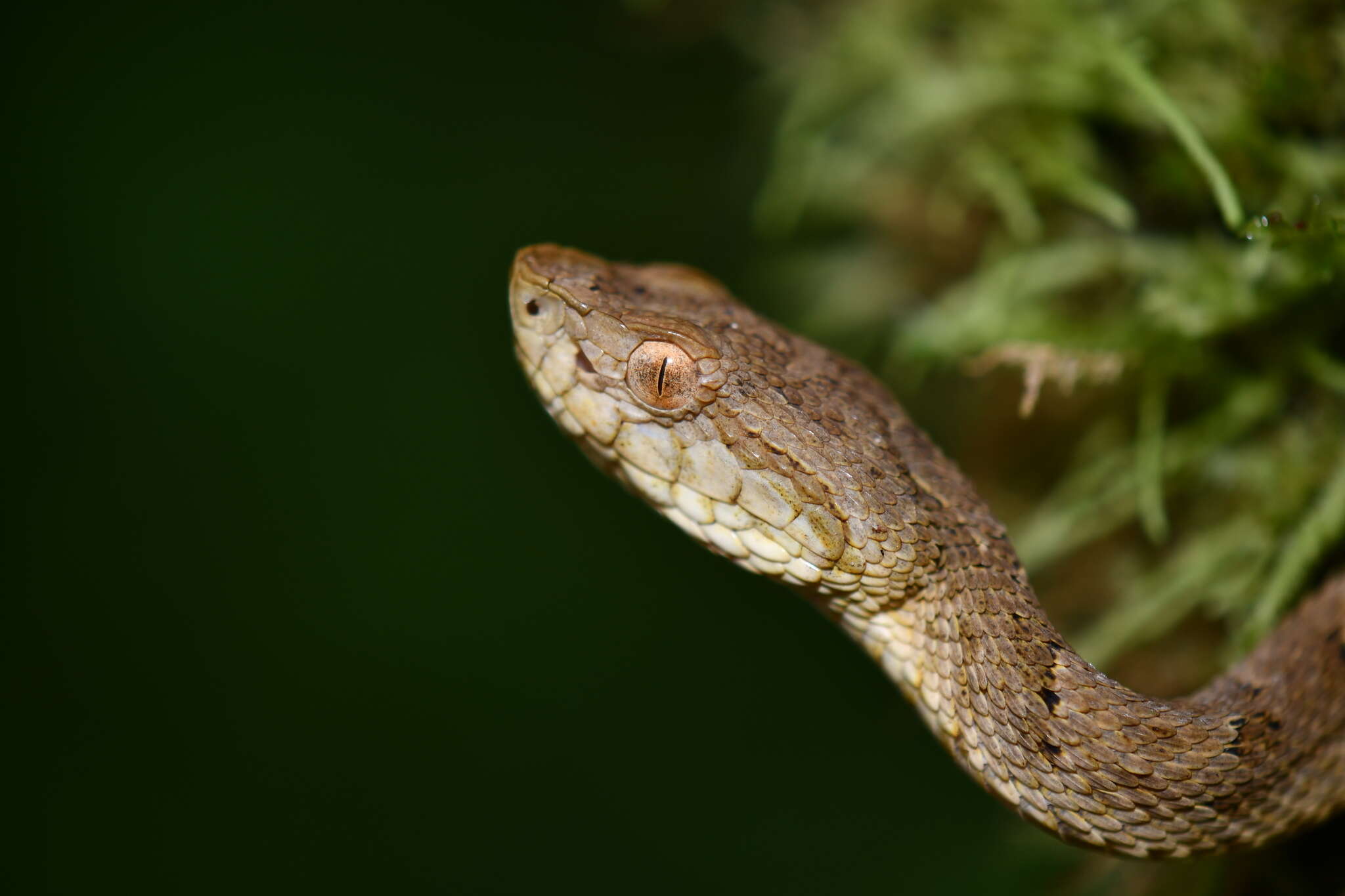 صورة Bothrops osbornei Freire-Lascano 1991