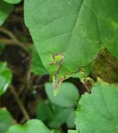 Image of Stigmella rhoifoliella (Braun 1912) Newton et al. 1982