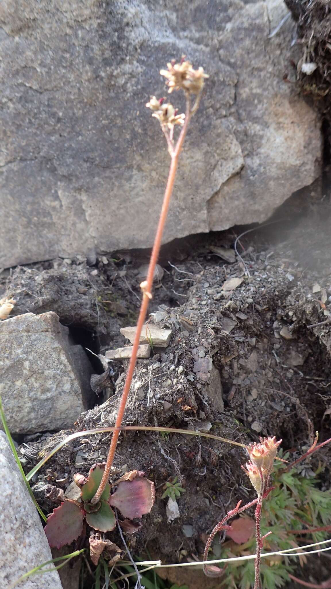 Image of Mountain Pseudosaxifrage