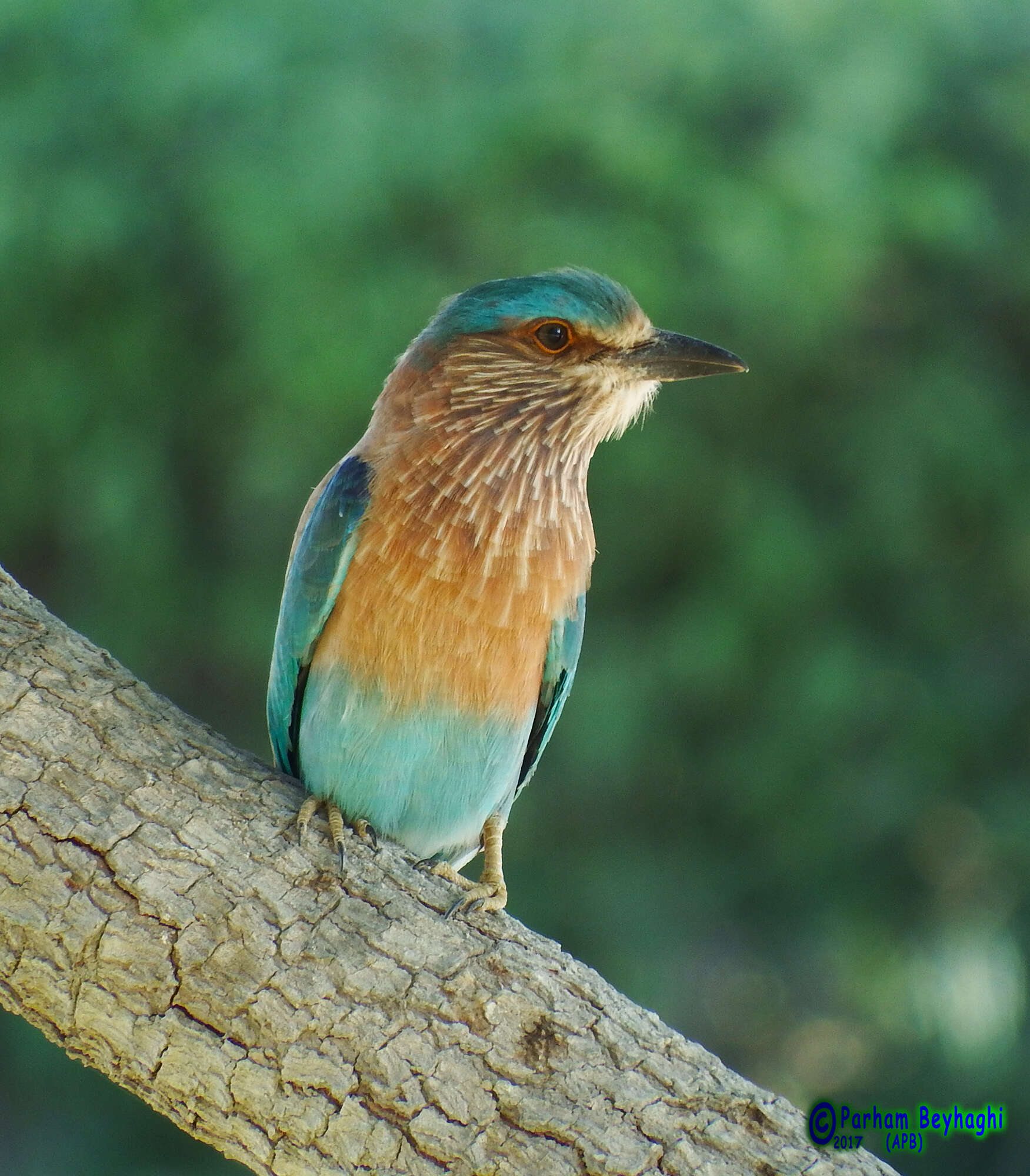 Imagem de Coracias benghalensis (Linnaeus 1758)