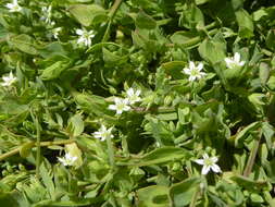 Image of Stellaria arvalis Fenzl ex F. Phil.