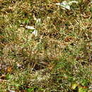 Image of Carex enysii Petrie