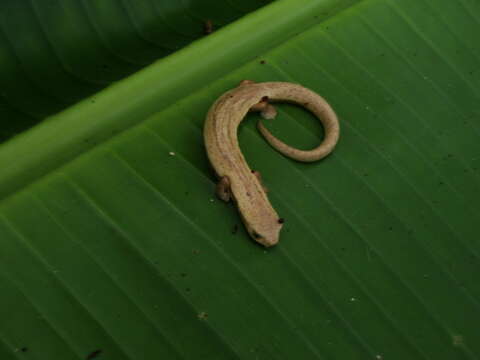 Image of Bolitoglossa sima (Vaillant 1911)