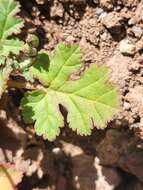 Image of Erodium chium (Burm. fil.) Willd.