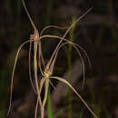 Caladenia flaccida D. L. Jones resmi