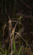 Image of Caladenia flaccida D. L. Jones