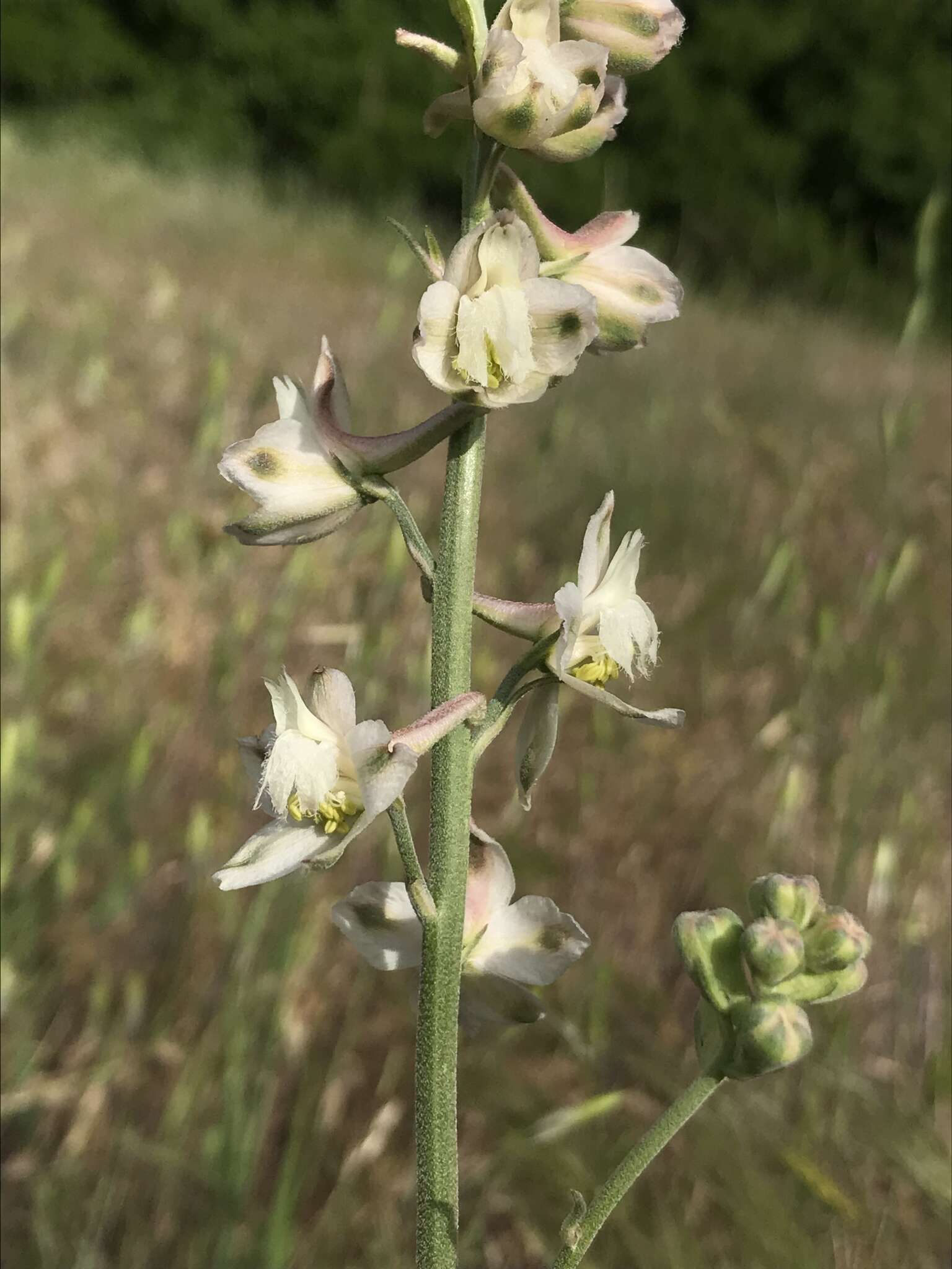 Image of foothill larkspur