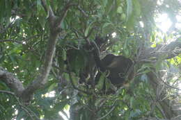 Image of Alouatta palliata palliata (Gray 1849)