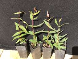 Image of Eucalyptus willisii P. Y. Ladiges, C. J. Humphries & M. I. H. Brooker