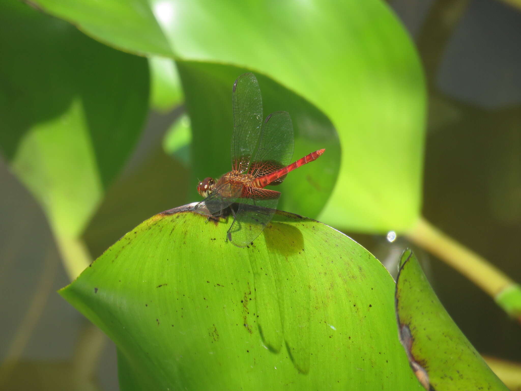 Image of Red-mantled Dragonlet