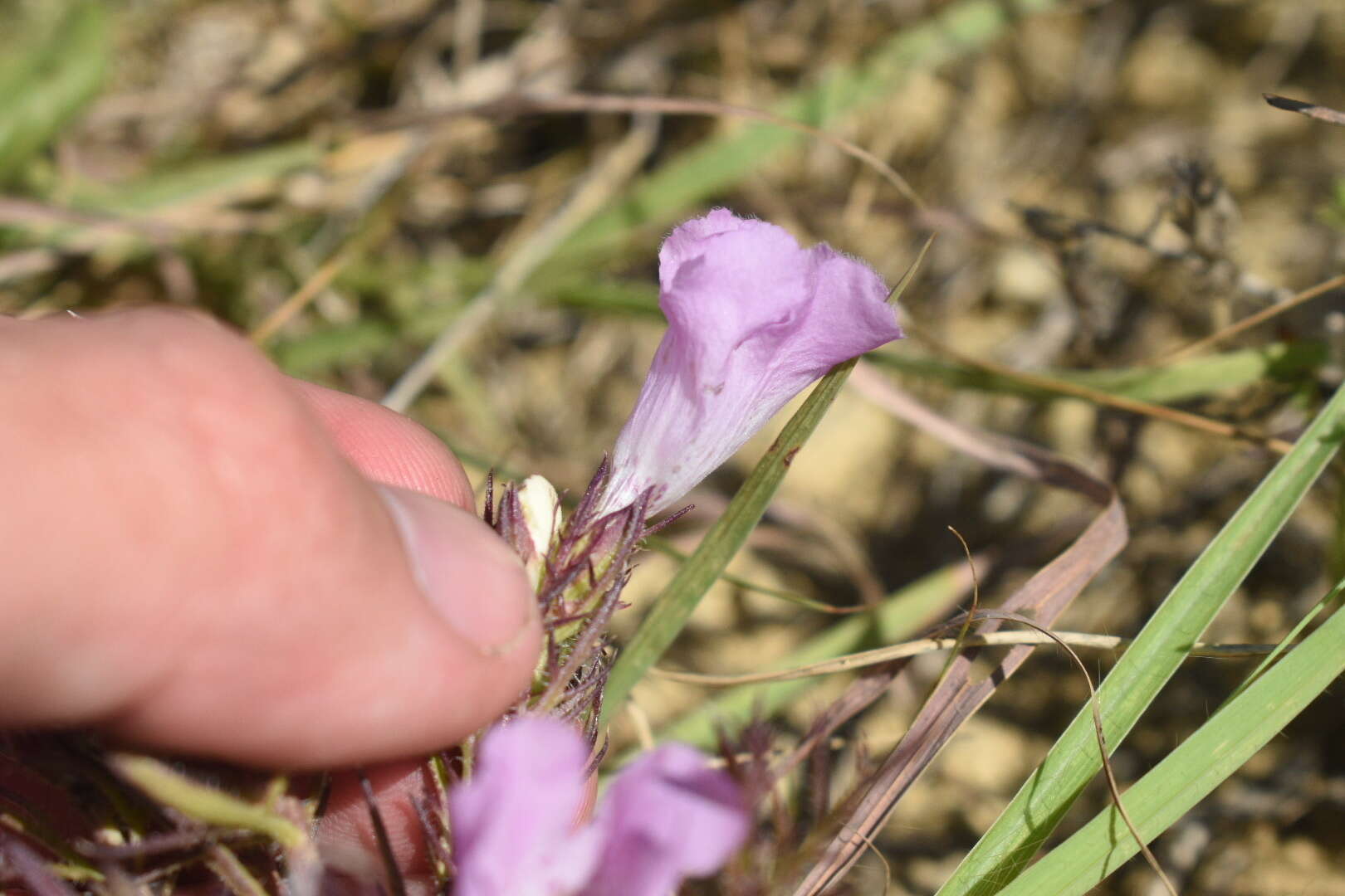 Imagem de Agalinis densiflora Blake