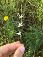 Image of Bolander's woodland-star