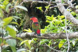 Plancia ëd Lorius lory (Linnaeus 1758)