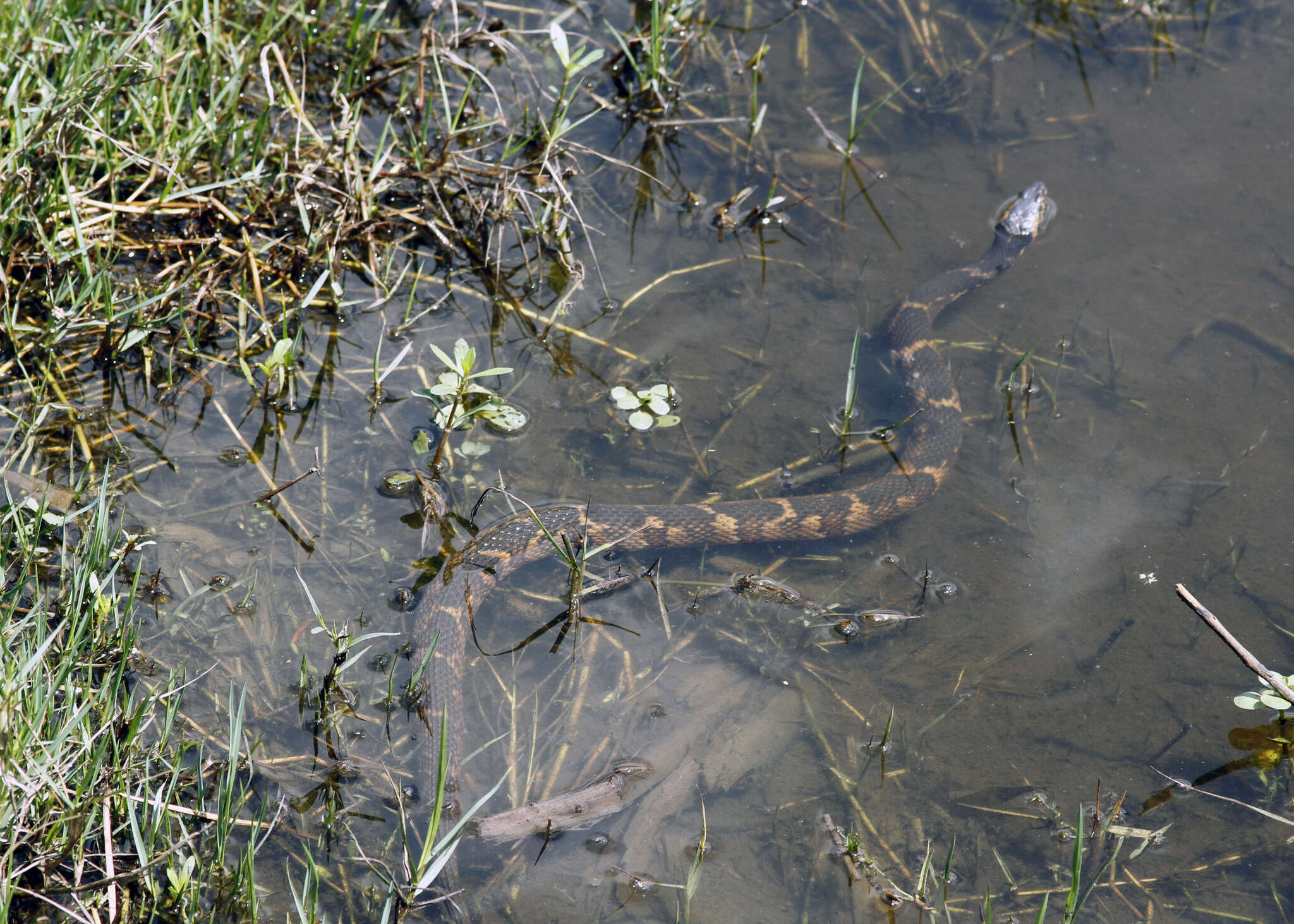 Image of Southern Water Snake