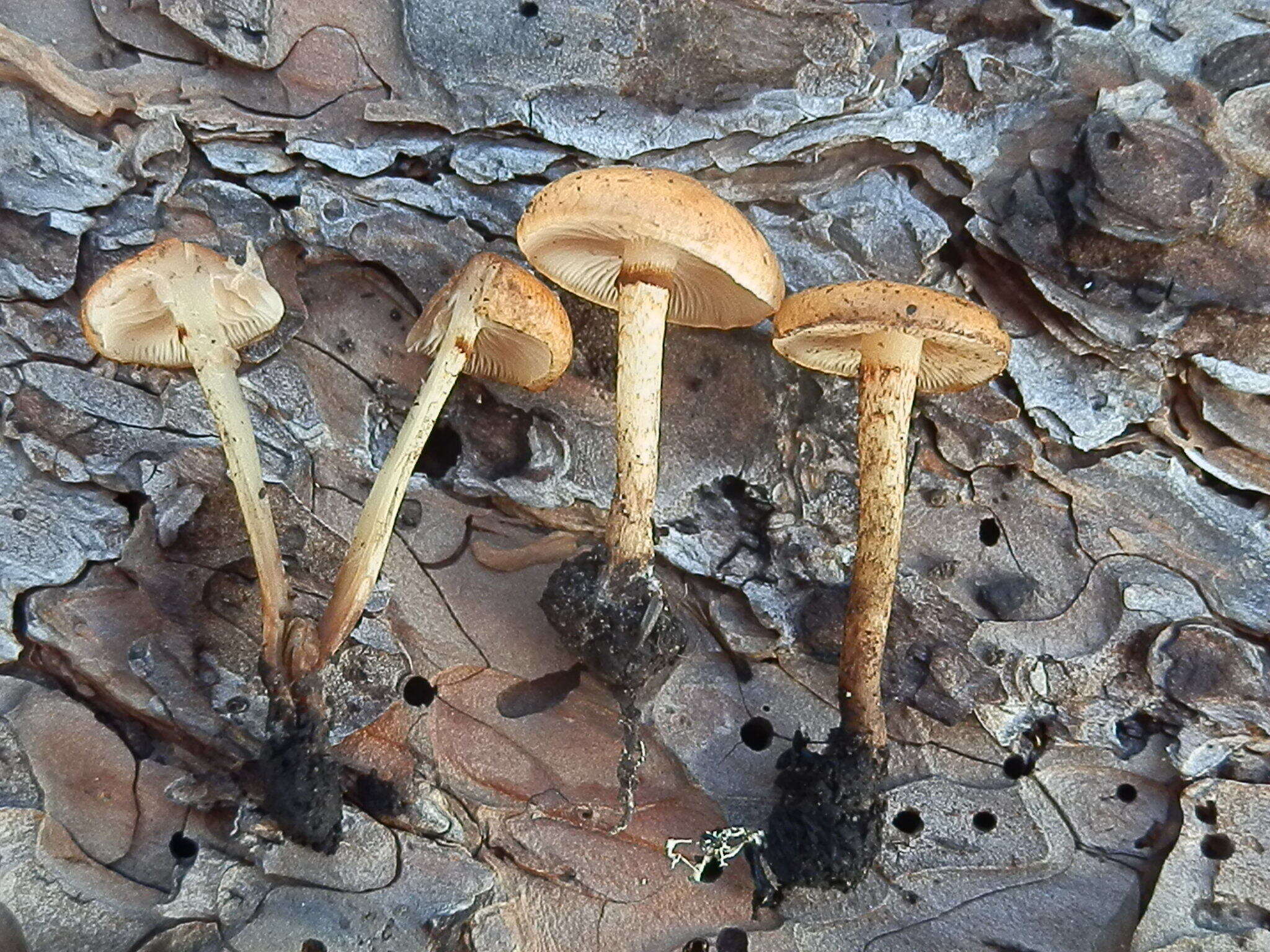 Image of Pholiota highlandensis (Peck) Quadr. & Lunghini 1990