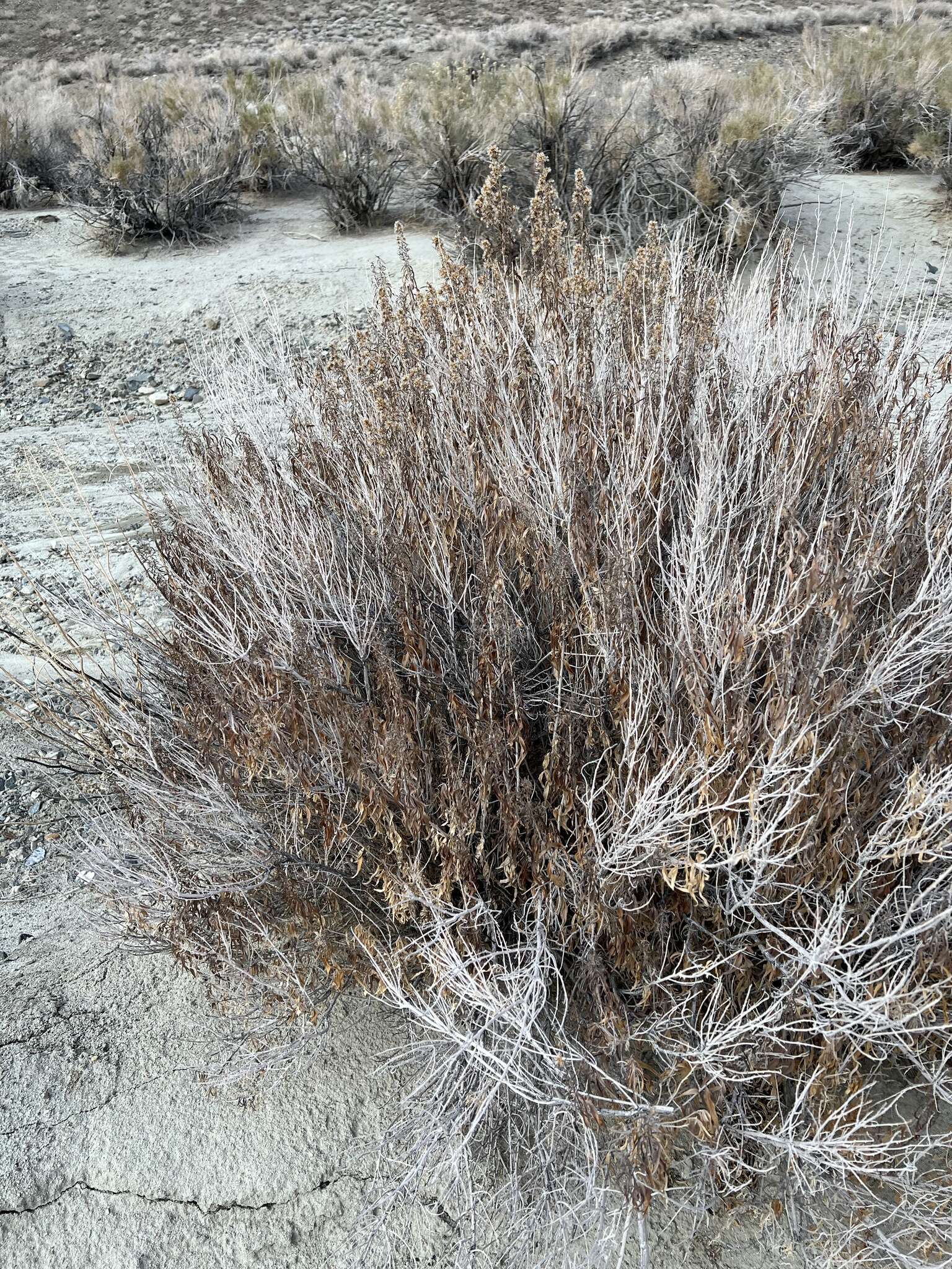 Imagem de Brickellia longifolia var. multiflora (Kellogg) A. Cronq.