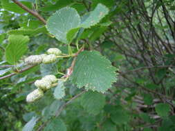 Image of Green Alder