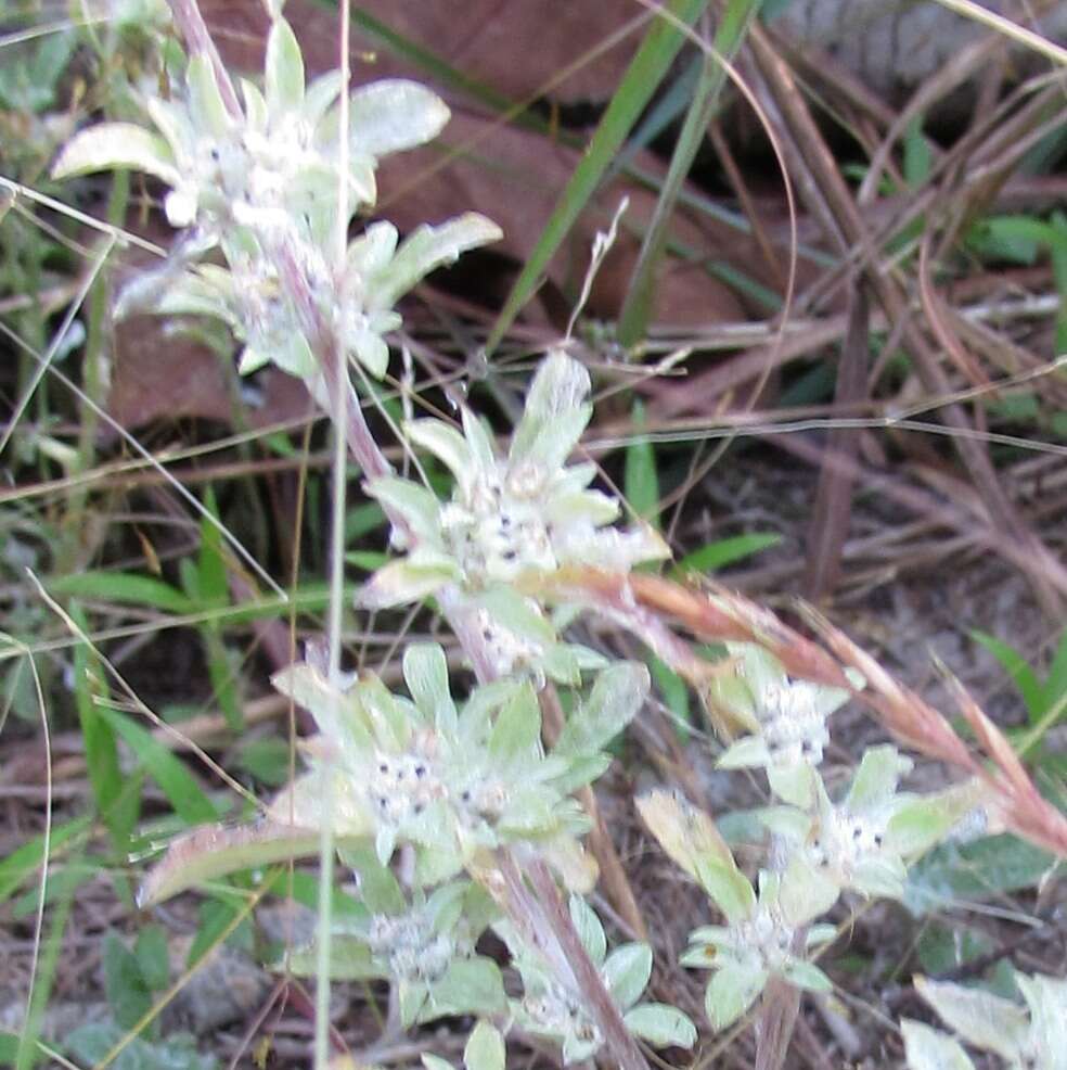 Image of silver pygmycudweed