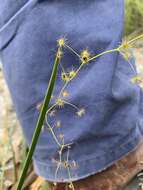 Image de Drosera erythrogyne N. Marchant & Lowrie