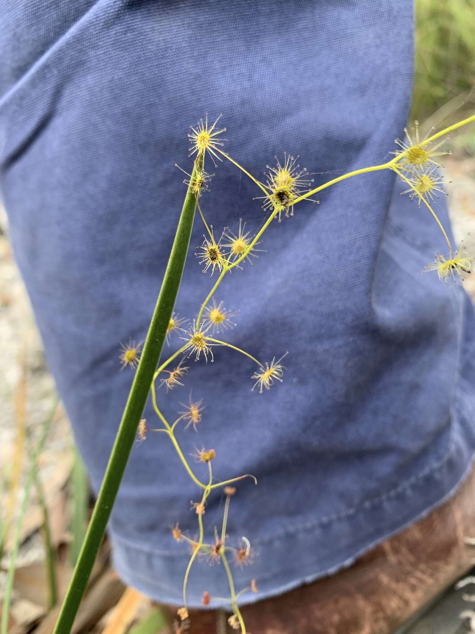 Image of Drosera erythrogyne N. Marchant & Lowrie