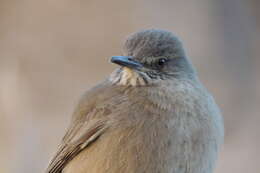 Image of Black-billed Shrike-Tyrant