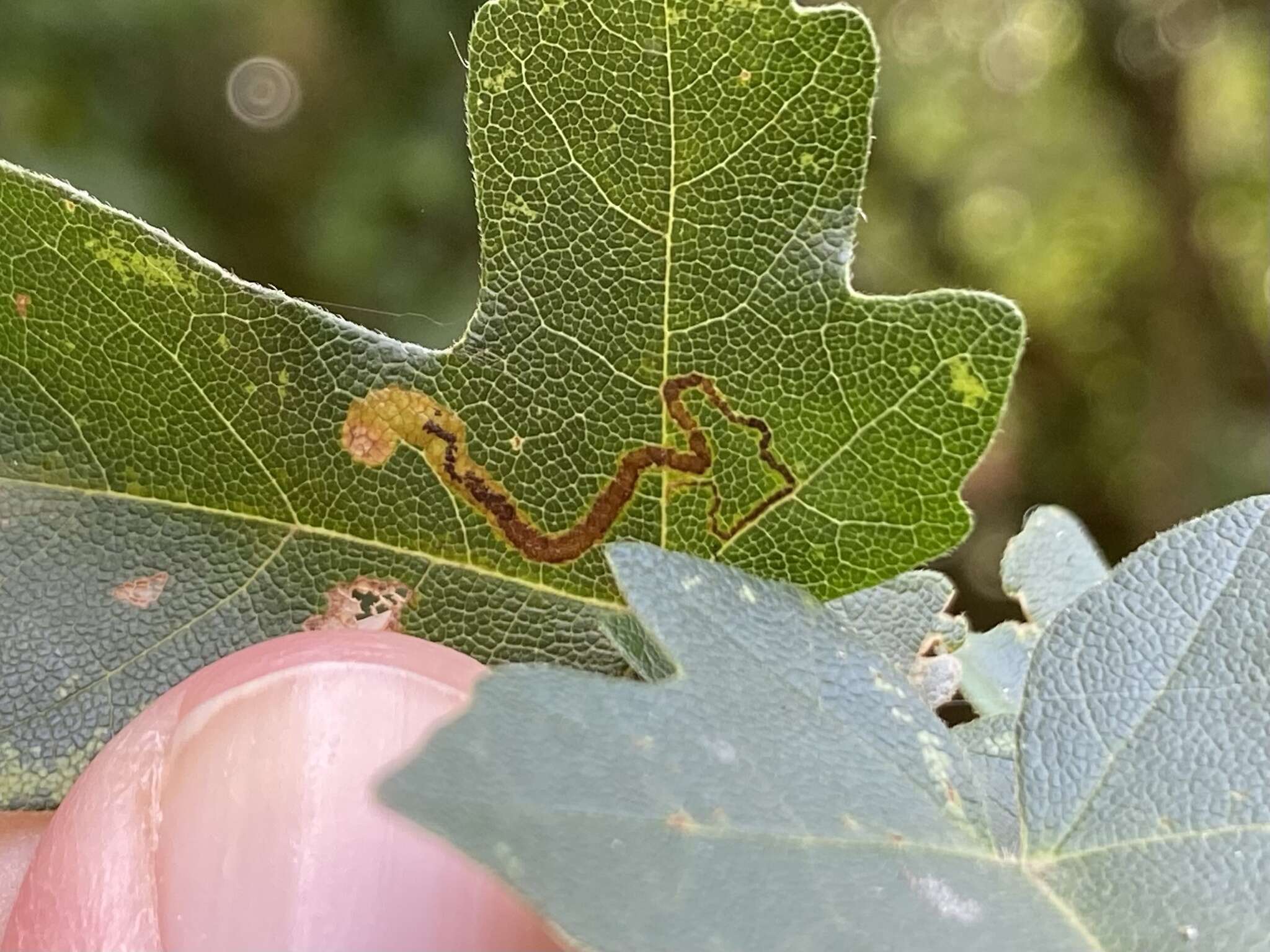 صورة Stigmella aceris (Frey 1857) Gerasimov 1952