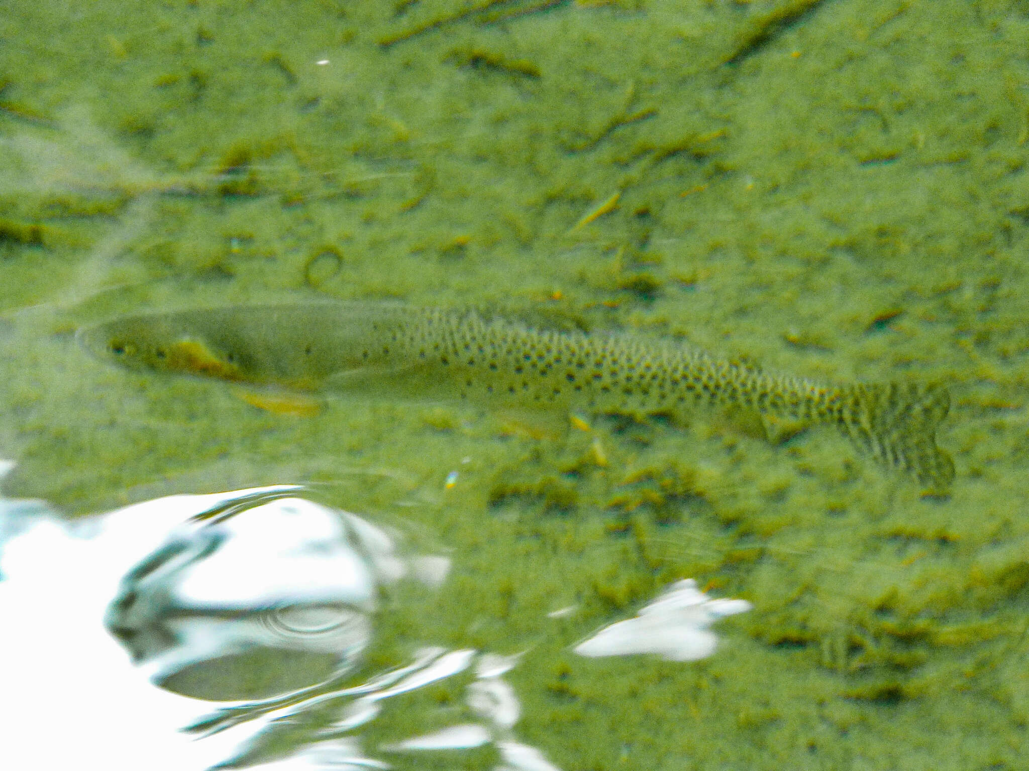 Image of cutthroat trout