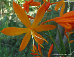 صورة Crocosmia aurea subsp. aurea