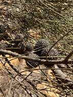 Image of Allocasuarina acutivalvis (F. Müll.) L. Johnson