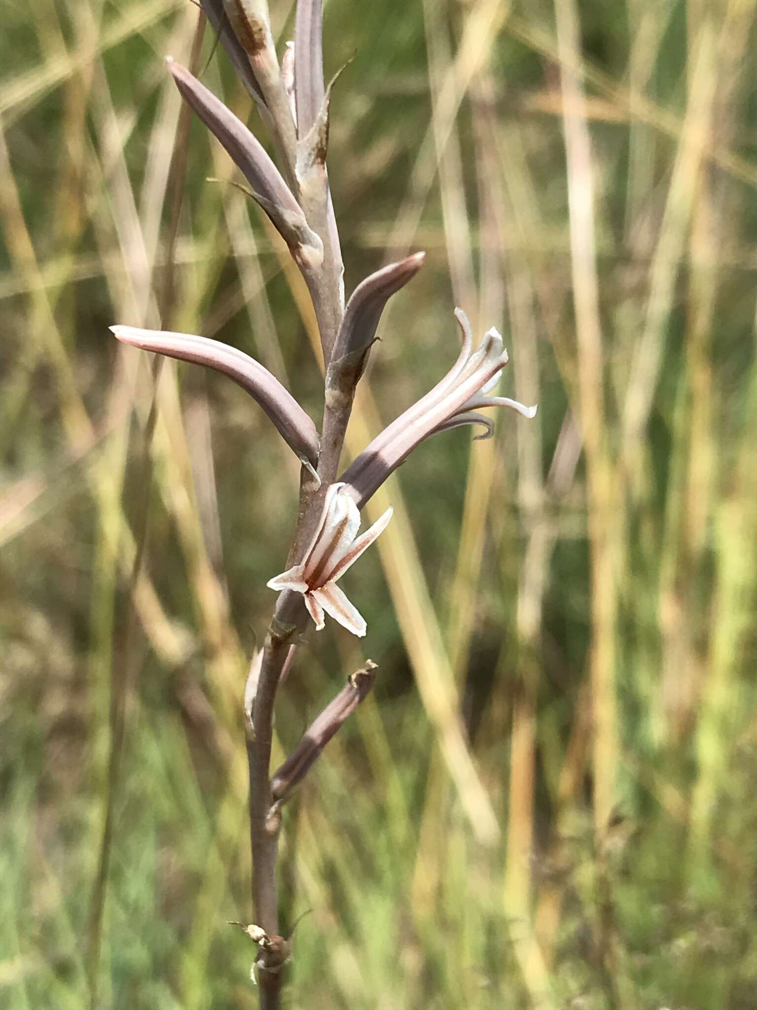 Image de Aloe bergeriana (Dinter) Boatwr. & J. C. Manning