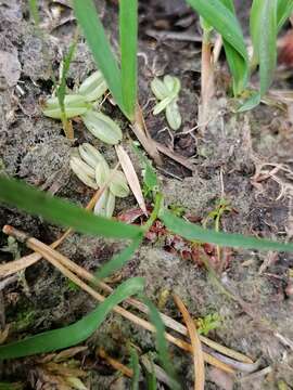 Image of Pinguicula lusitanica L.