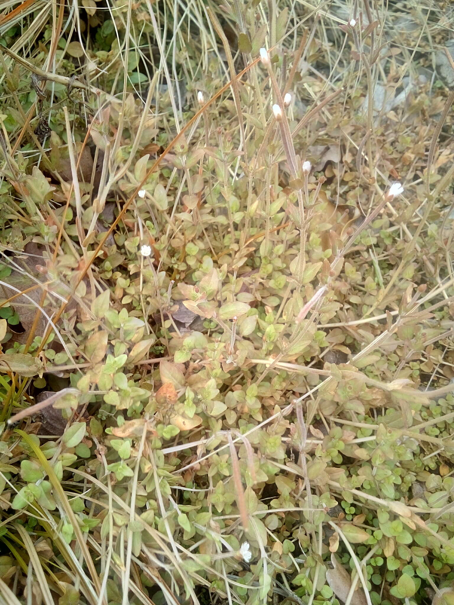 Image de Epilobium insulare Hausskn.