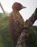 Image of Cinnamon Woodpecker